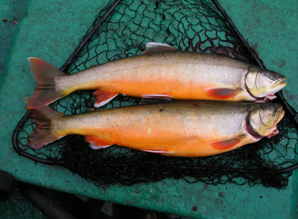 arctic char vs salmon