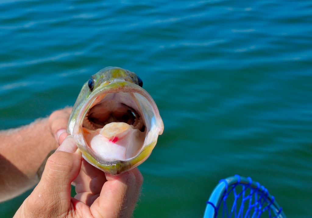 Mouth of the freshwater large mouth bass, sport fishing