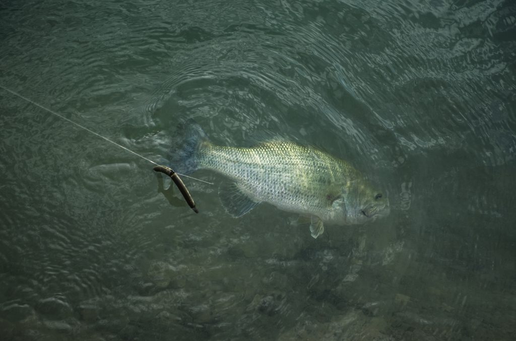 torneo di pesca al branzino