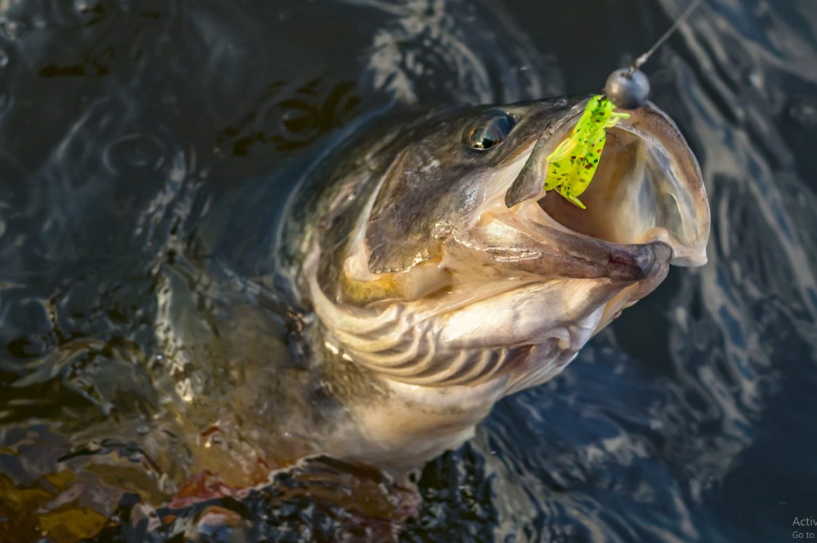 Learning To Fish A Classic Bass Fishing Lure