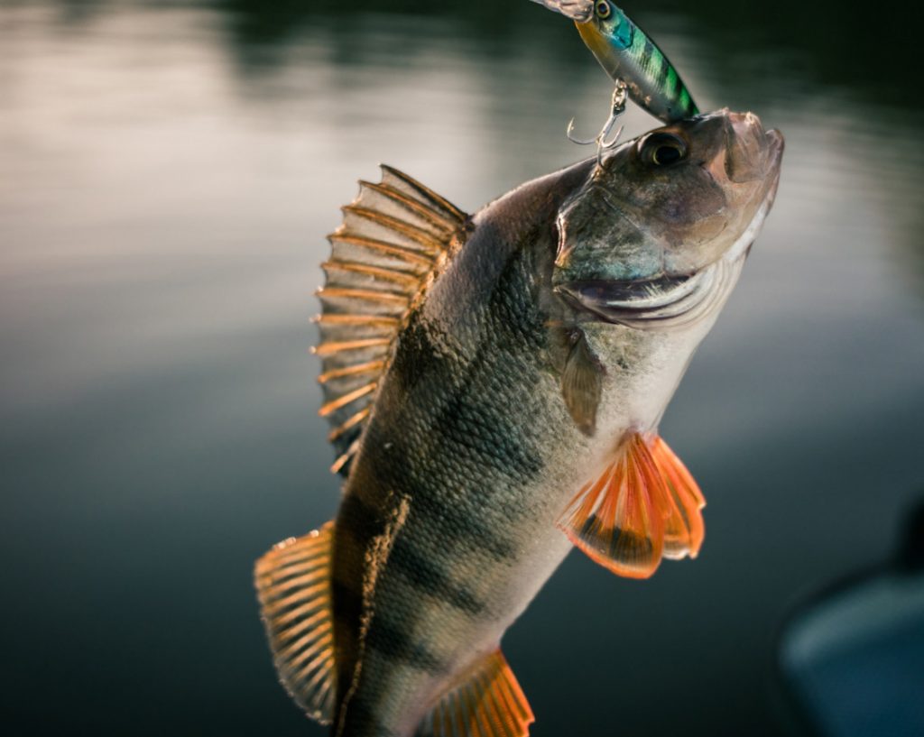 Bass Master Tournaments Bass Masters Classic Championship