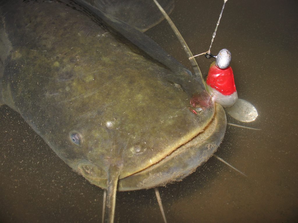 fishing for catfish - spinning gear bait