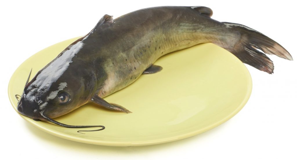 best bait for channel catfish