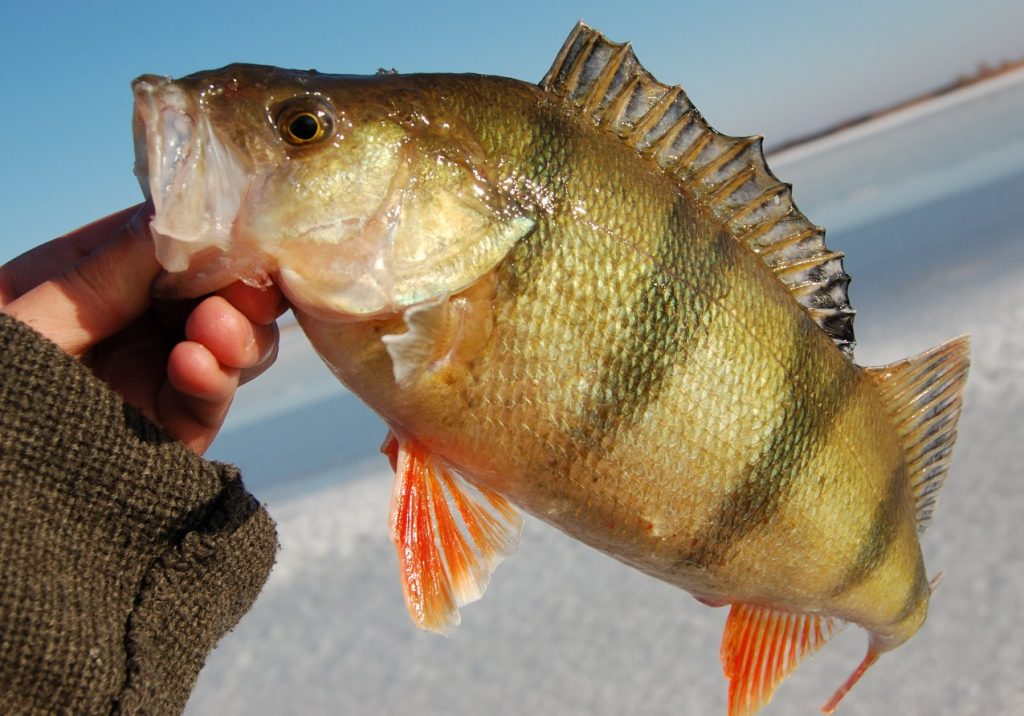 best bait for perch ice fishing