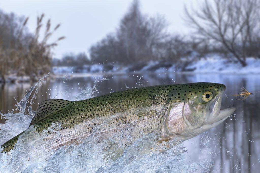 Trout Fish Trout Fishing in America Trout Fishing Lures