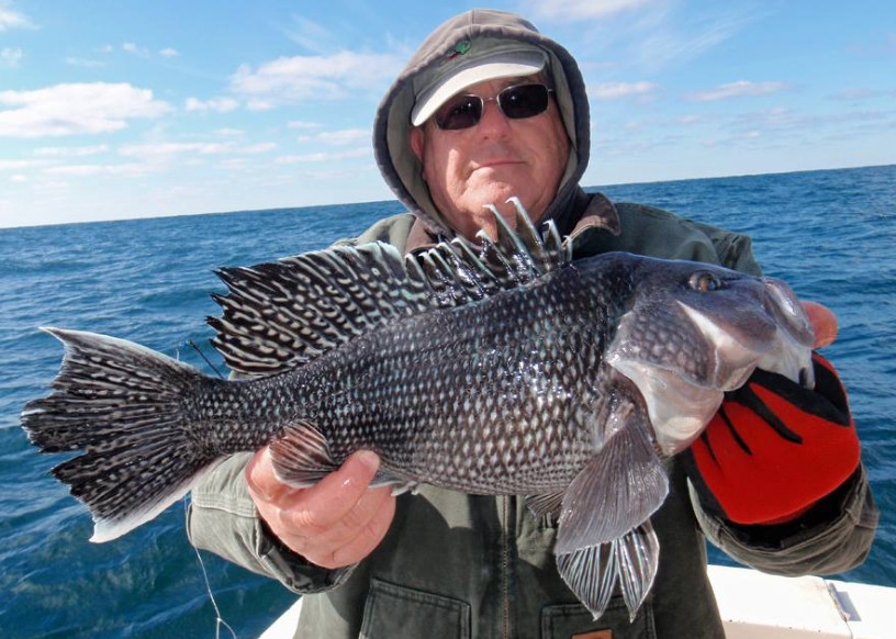 Black Sea Bass - Bass Fishing Tips - Fishing Tackle Boxes