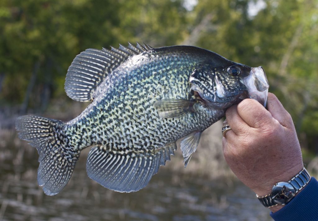 black crappie fish