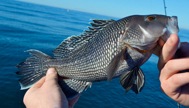 Jigging for Big Black Sea Bass - On The Water