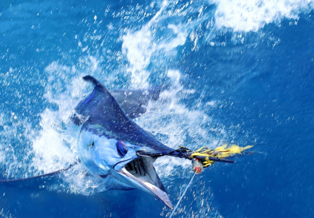 Marlin Fishing Blue Marlin Fishing Kona, HI, Marlin Tournament Fishing