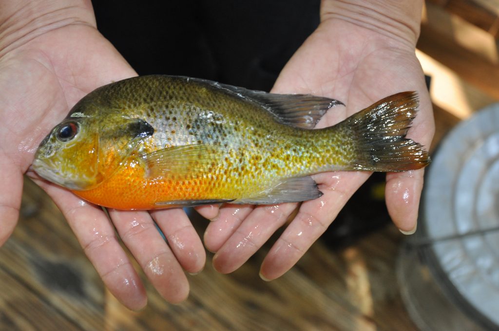 Blue Gill Panfish