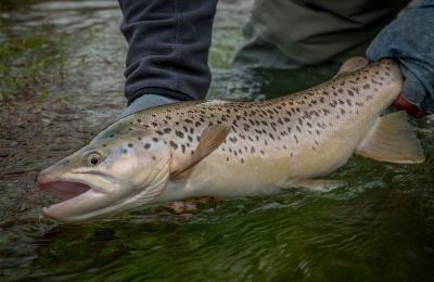 brown and rainbow trout released