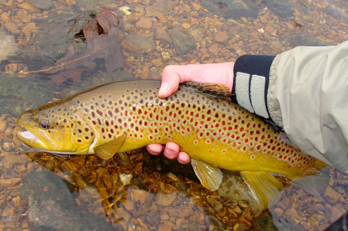 Types of Trout - Rainbow Trout - Char Trout - Brown Trout - Bull Trout