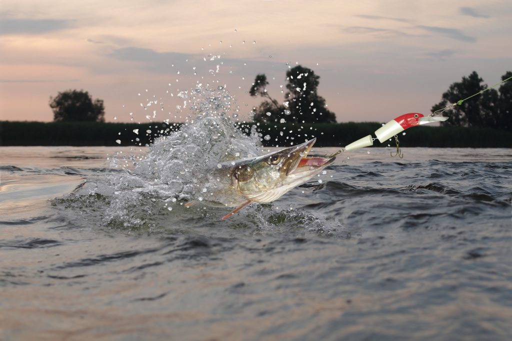 catch pike river fishing