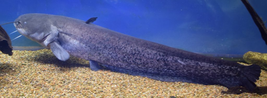 channel catfish in aquarium