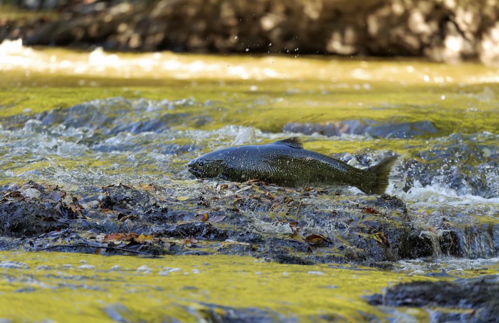 King Salmon - Where to Catch King of the Salmon - King Salmon Alaska