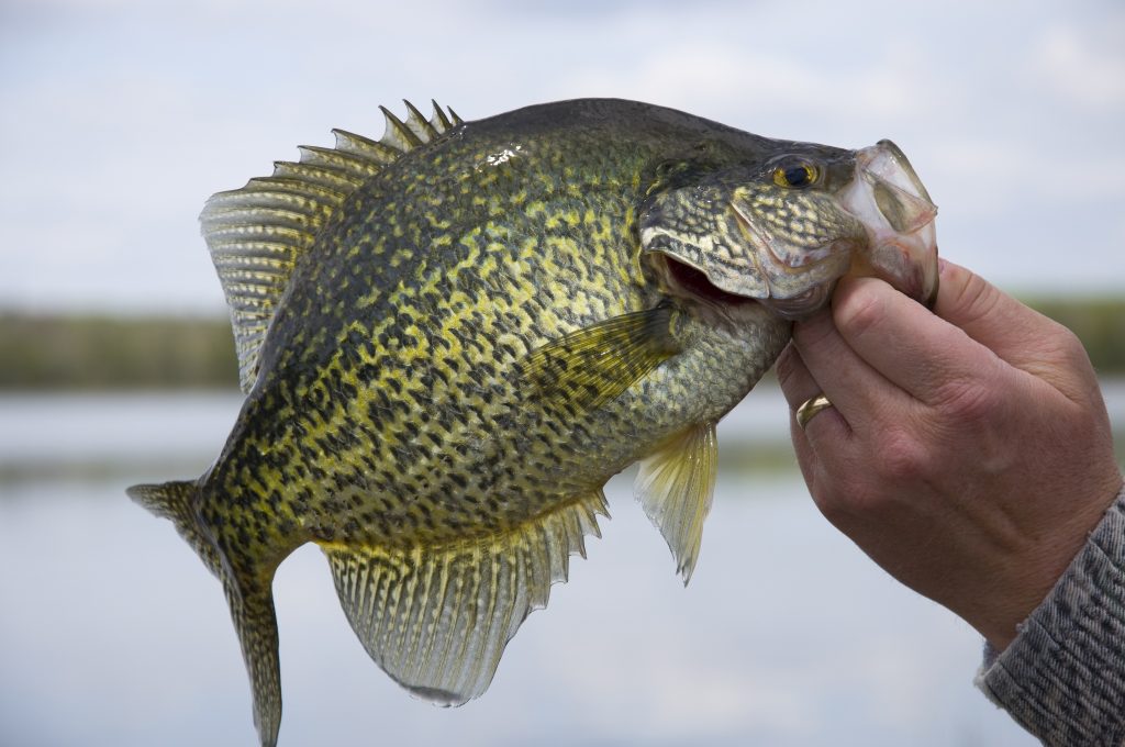 Black Crappie Panfish