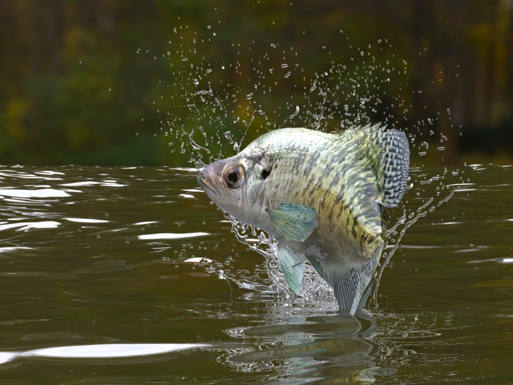 How to Catch Crappie Types of Crappie Basics of Crappie Fishing