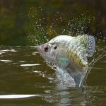 how to catch crappie