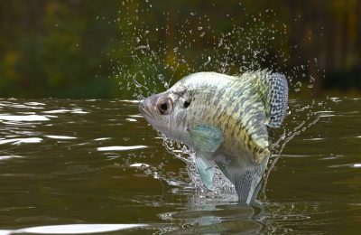how to catch crappie