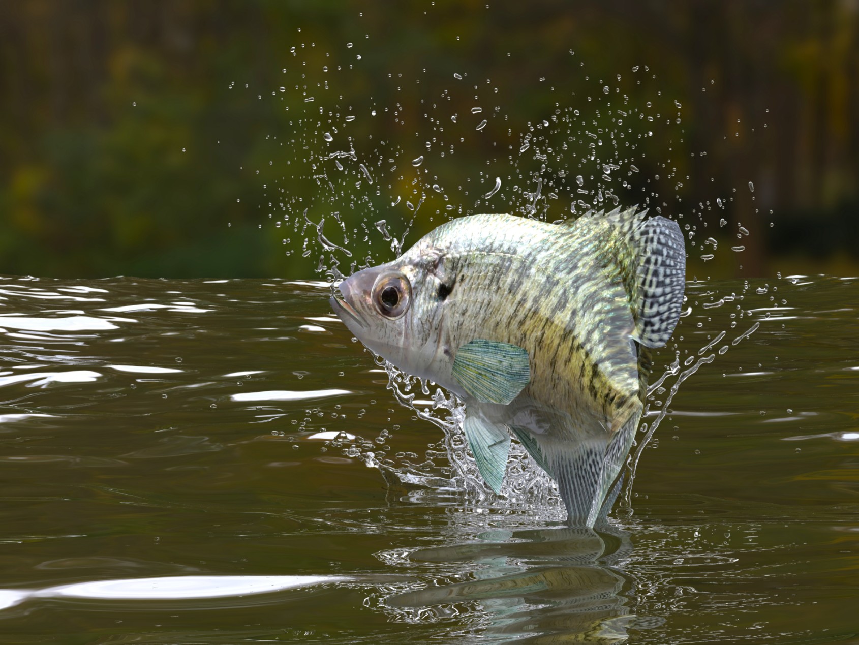 How to Catch Crappie - Types of Crappie - Basics of Crappie Fishing