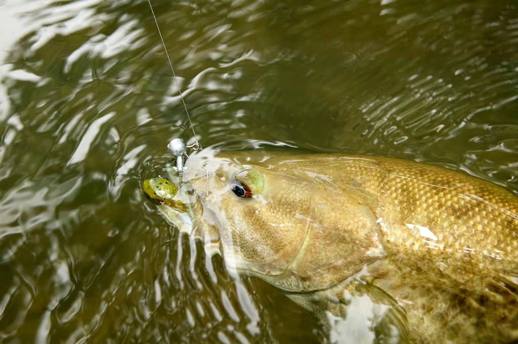 fishing for bass - small mouth - large mouth bass