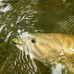 fishing for bass - small mouth - large mouth bass