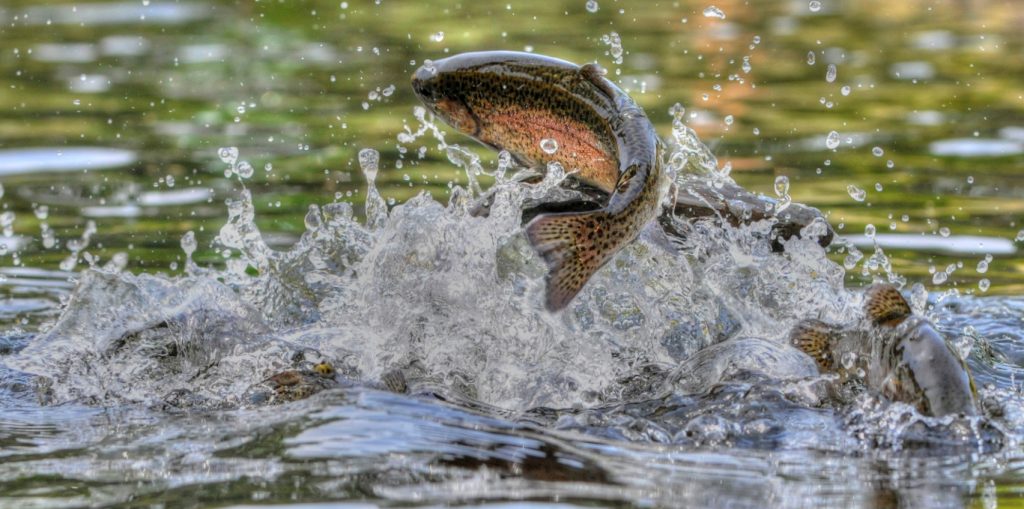 fishing for lake trout