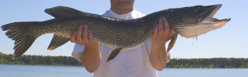 Spinnerbaits Attract Monster Northern Pike!