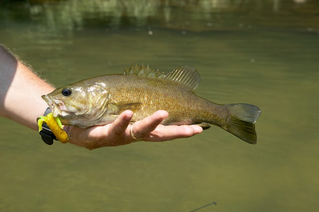 Smallmouth Bass Lures