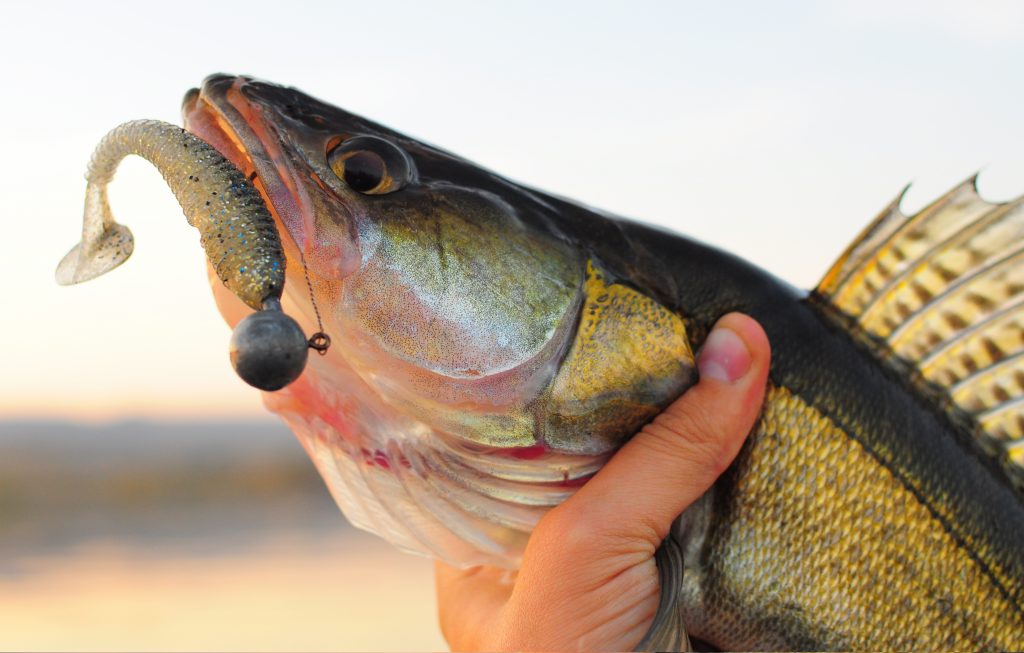 Walleye Fishing - Walleye Trolling - Fishing Techniques