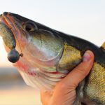 fishing for smallmouth bass