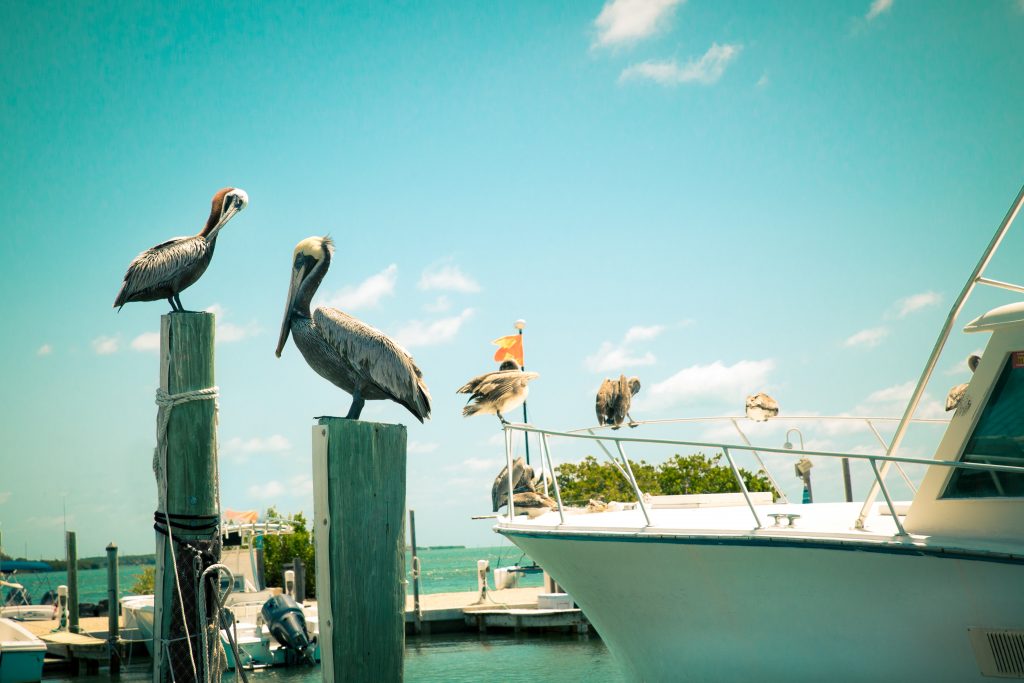 florida keys inshore salt water fishing