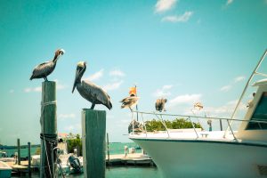 florida keys inshore salt water fishing - best fishing spots in the usa