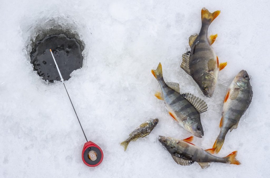 how deep to ice fish perch