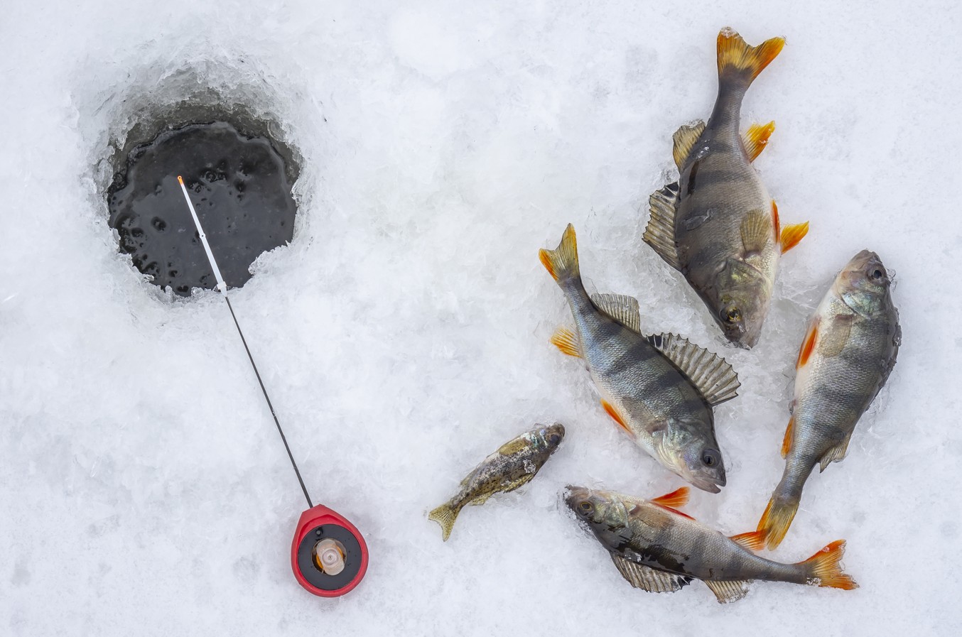 Ice Fishing Perch Ice Fishing Lures For Perch Ice Fishing Rigs