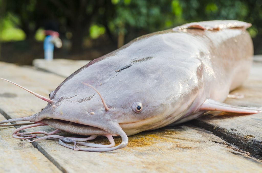 Bank fishing for catfish - How to catch catfish in a river - Winter  catfishing 