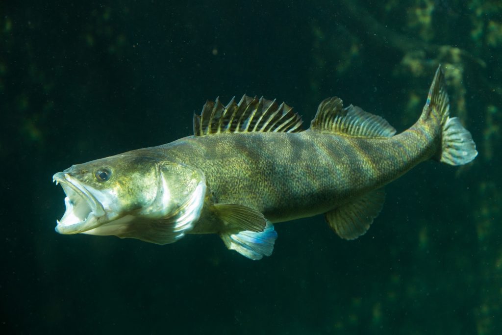 northern pike fishing