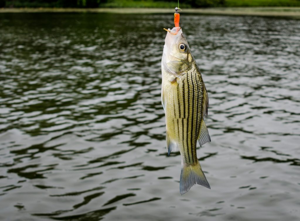 HOW TO CATCH STRIPED BASS FOR DUMMIES (NO OFFENSE) THE PERFECT RIG