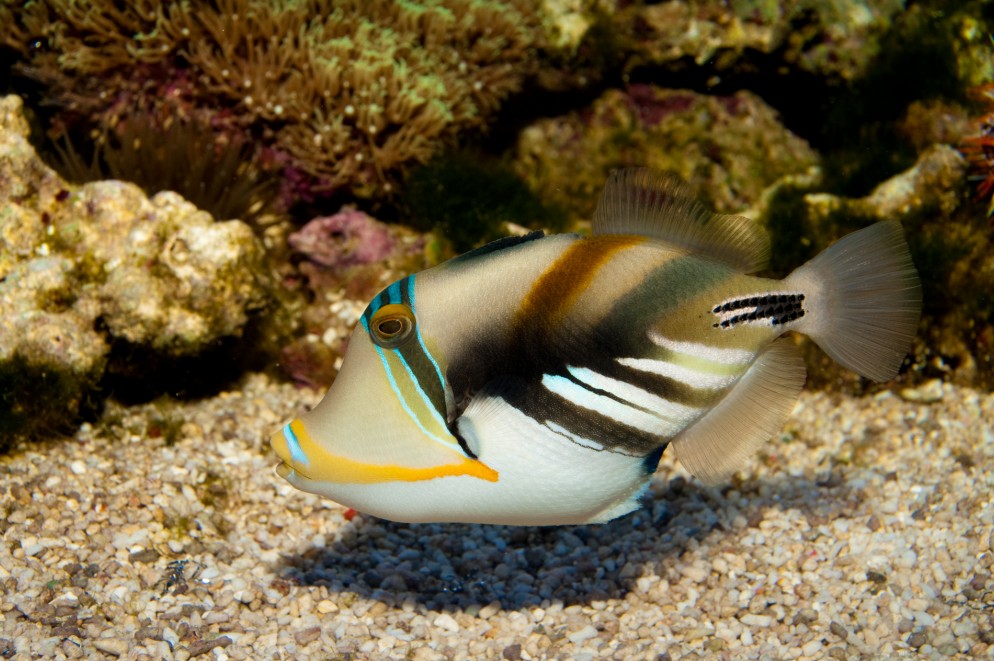 humuhumu picasso trigger fish