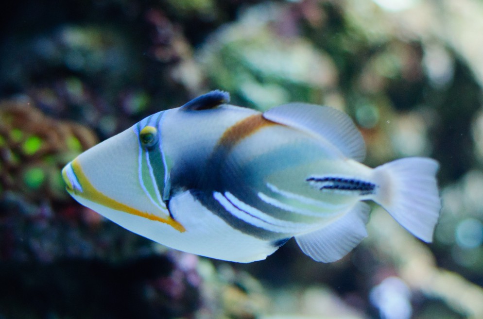 Humuhumu Triggerfish