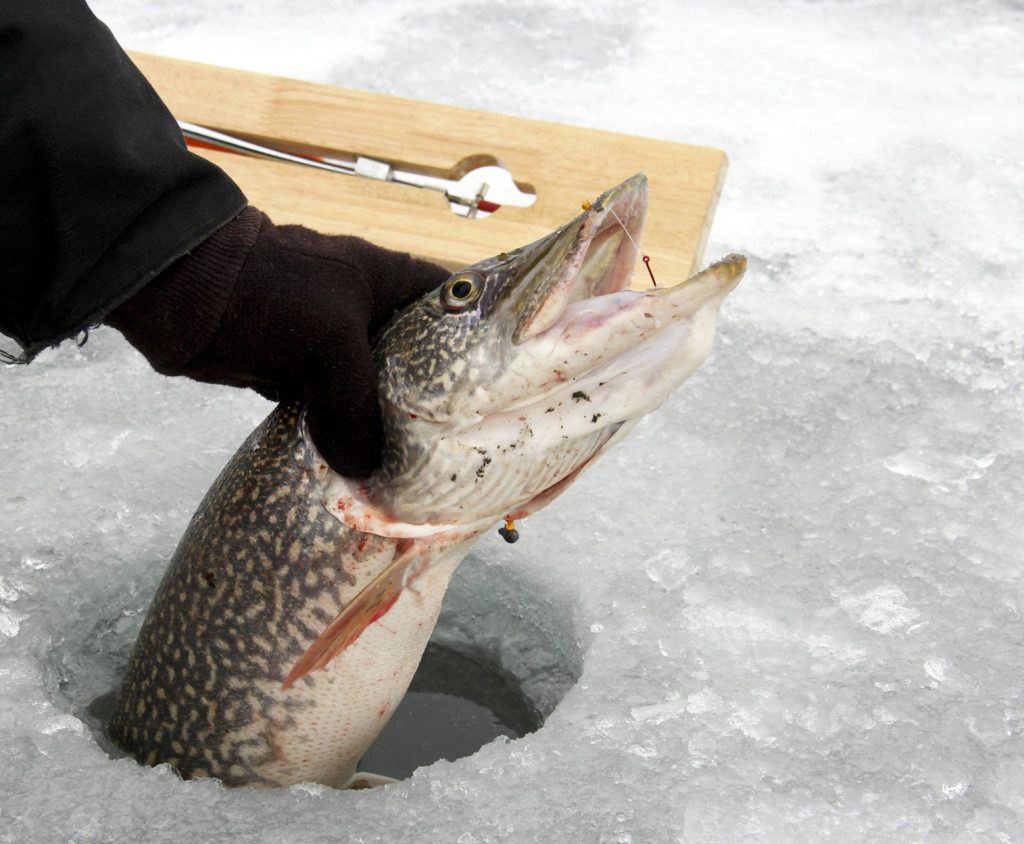 ice fishing for pike