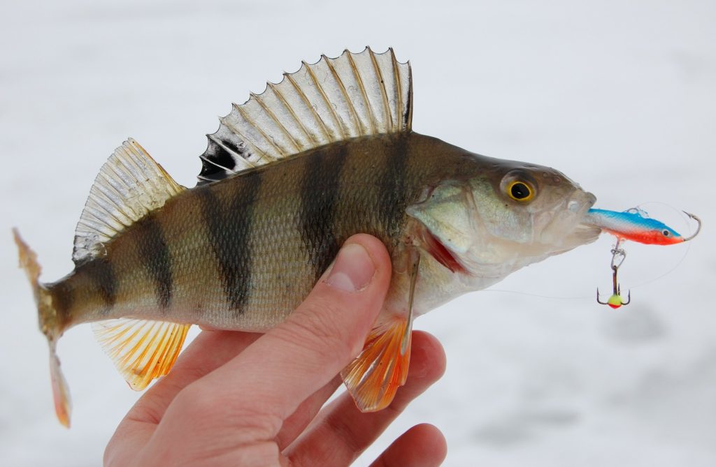 ice fishing lures for perch