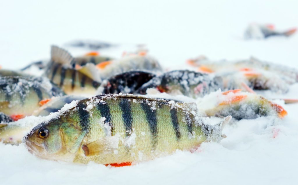 ice fishing perch rigs