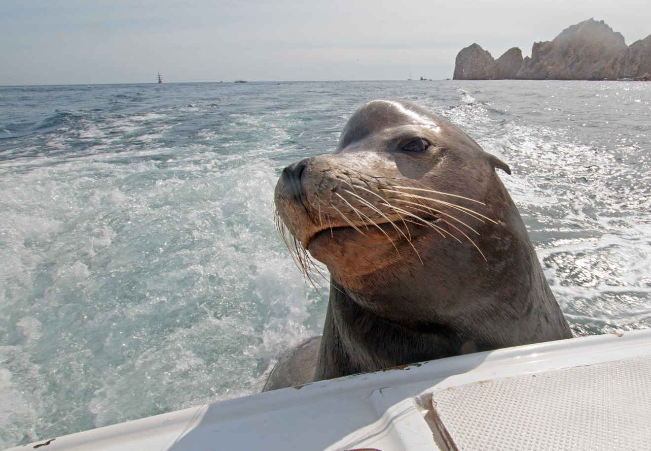 Deep Sea Fishing Charters - Charters Near Me in the USA