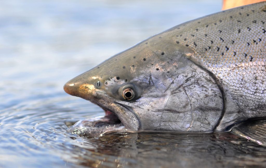 King Salmon - Where to Catch King of the Salmon - King Salmon Alaska