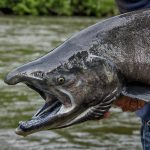 king salmon fish in the yukon