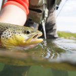 best spinning rod for trout