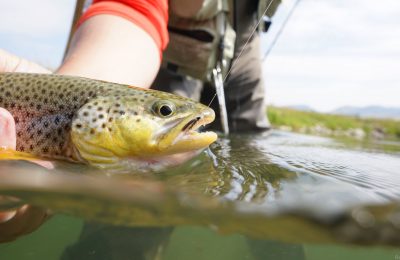best spinning rod for trout