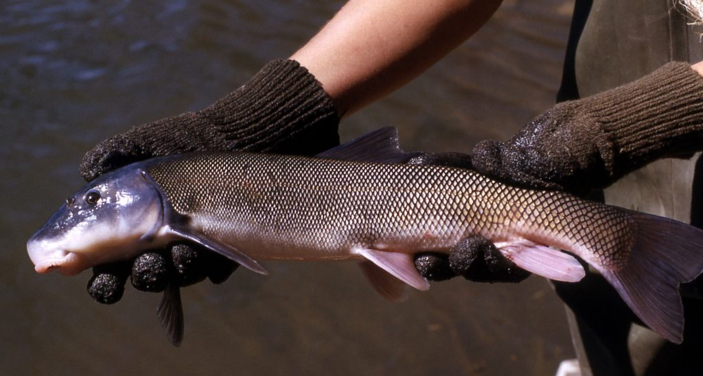 mountain sucker fish