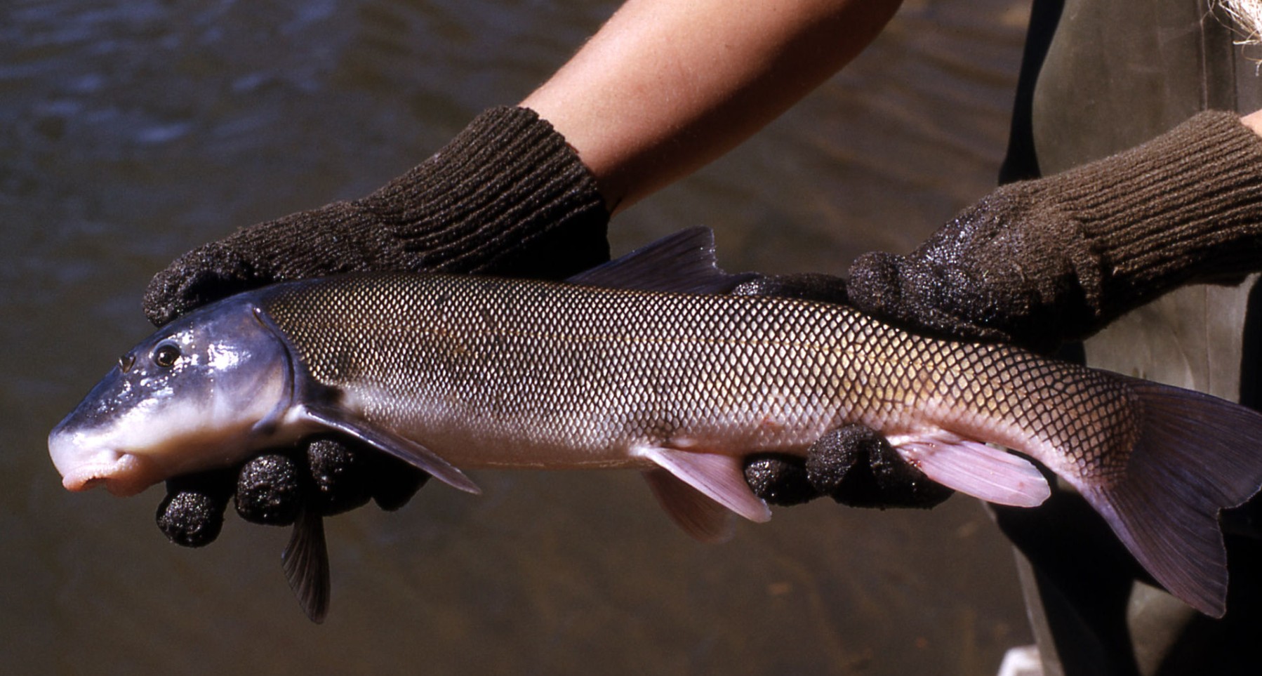 Mountain Suckers - Sucker Fish - Black Lined Sucker Fish